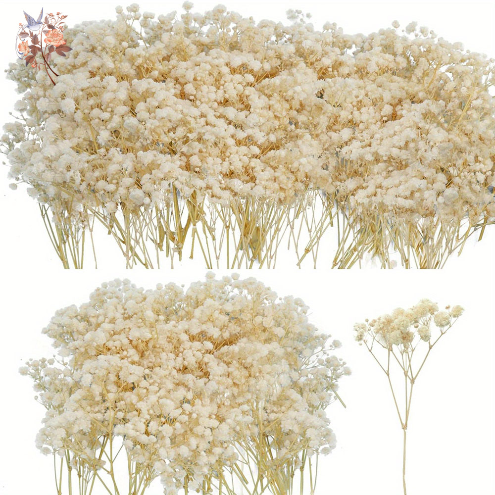 Eucalyptus Preserved - Mini Dried Gypsophila Flower DIY Aromatherapy