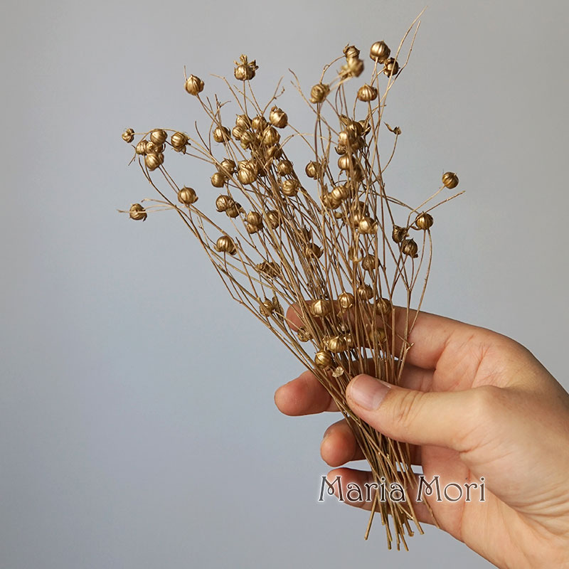 5g Preserved Flax Bean Natural - Eucalyptus Preserved recensione e prezzo