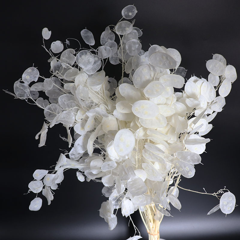 Preserved Lunaria Flowers for  - Eucalyptus Preserved recensione e prezzo