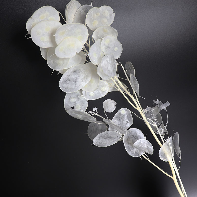 Preserved Lunaria Flowers for  - Eucalyptus Preserved recensione e prezzo