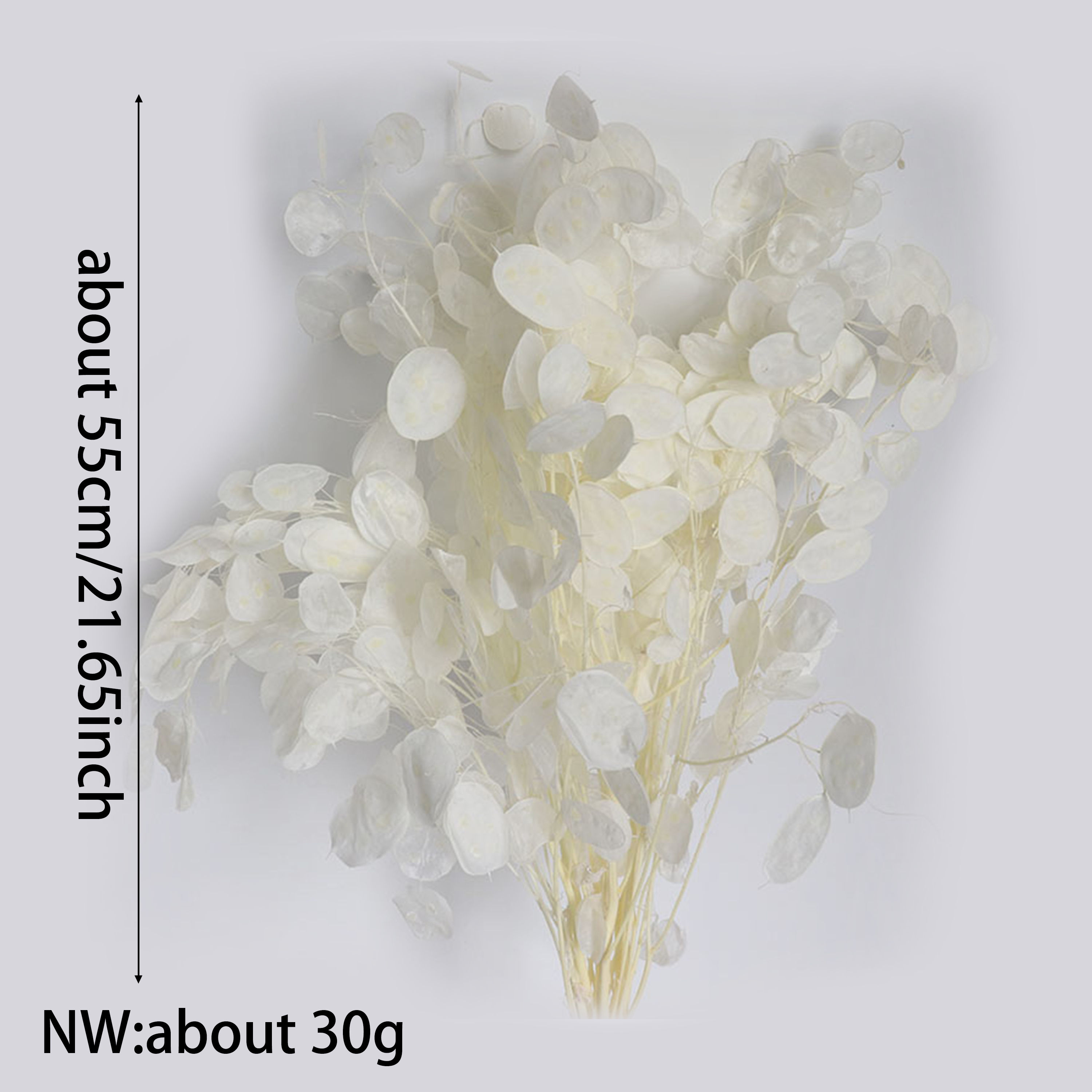 Preserved Lunaria Flowers for  - Eucalyptus Preserved recensione e prezzo