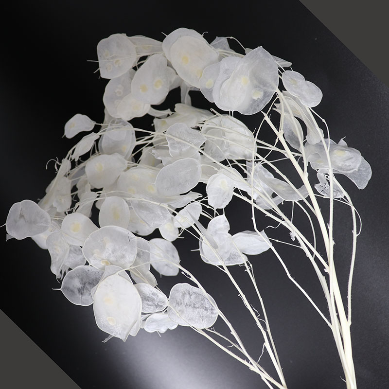 Preserved Lunaria Flowers for  - Eucalyptus Preserved recensione e prezzo