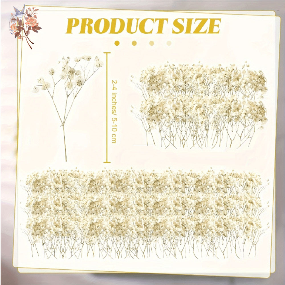 Mini Dried Gypsophila Flower D - Eucalyptus Preserved recensione e prezzo