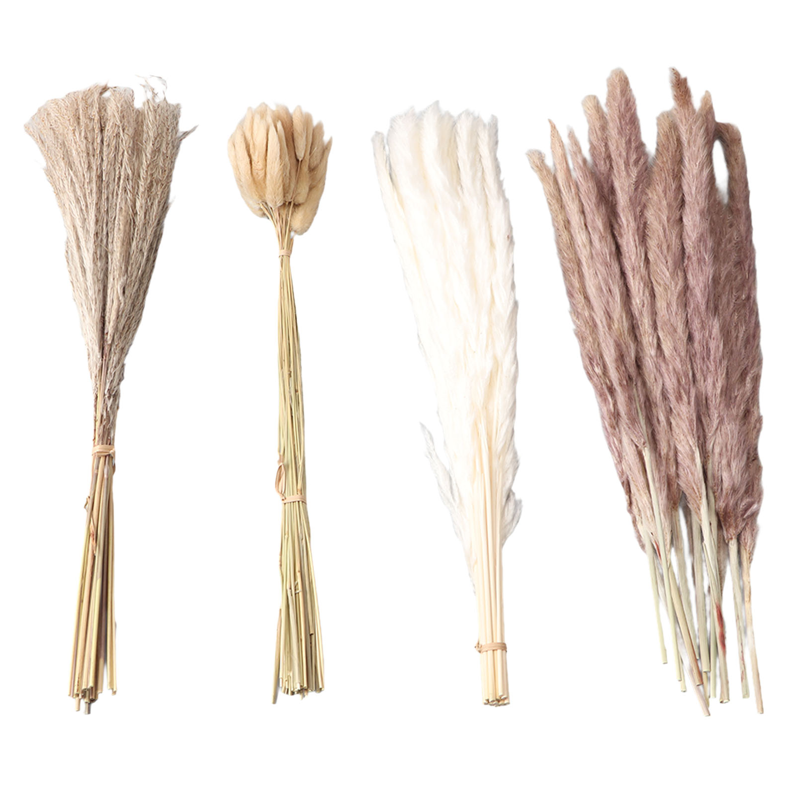 Natural Dried Pampas Grass Flu - Eucalyptus Preserved recensione e prezzo