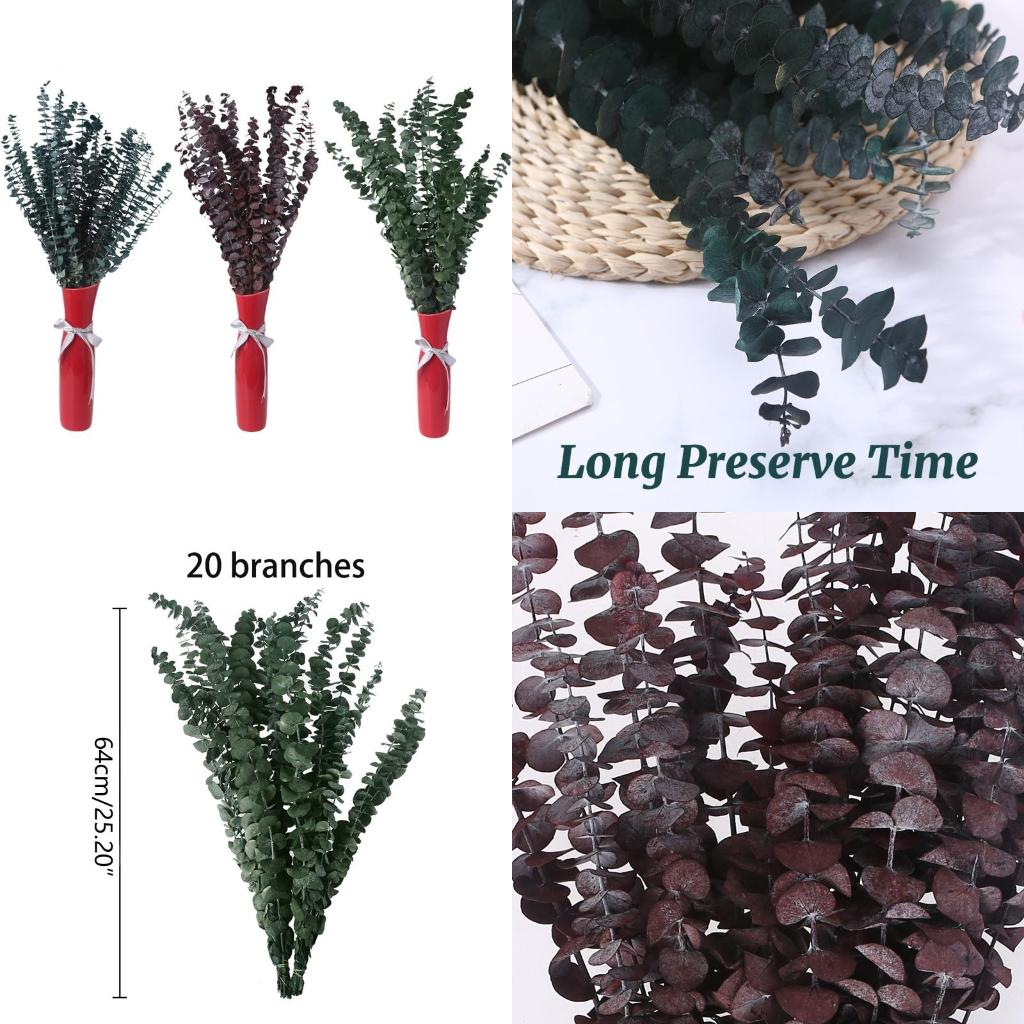 20Pcs Preserved for Fresh Euca - Eucalyptus Preserved recensione e prezzo